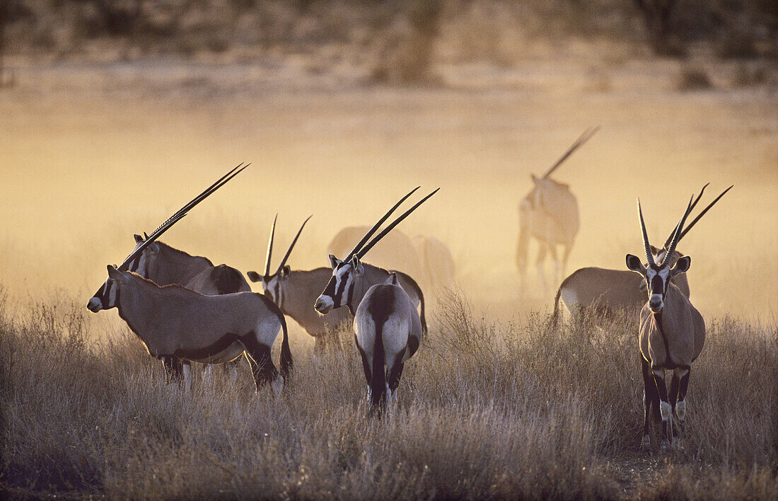 Gemsbok (Oryx gazella). Herd at sunset. Kgalagadi Transfrontier Park. Kalahari, South Africa