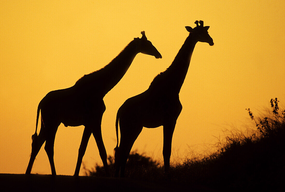 Giraffe (Giraffa camelopardalis) at dusk. Kruger National Park, South Africa