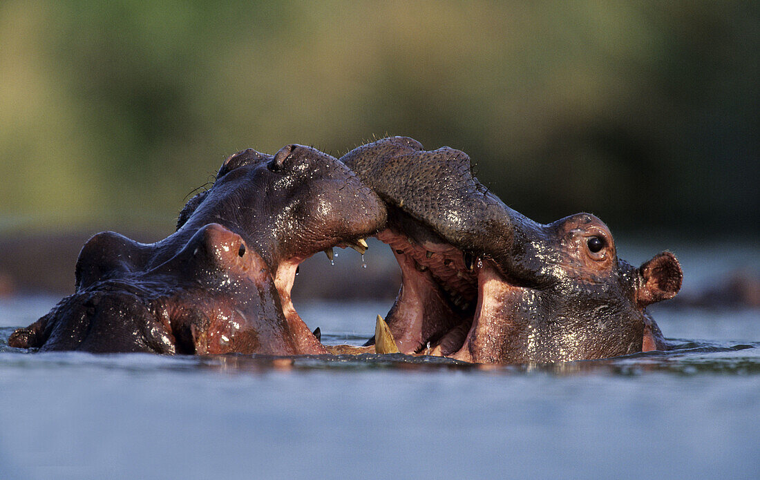 Hippos (Hippopotamus amphibius). Kruger National Park. South Africa