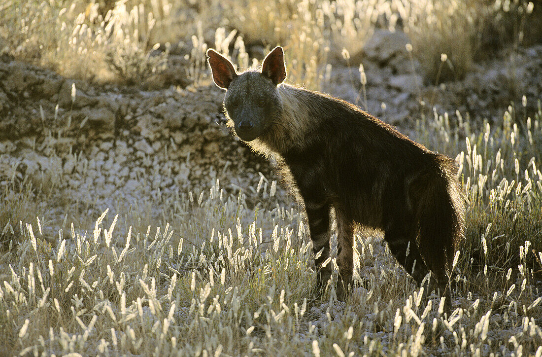 Brown Hyena (Hyaena brunnea), Kgalagadi Transfrontier Park. Kalahari. South Africa