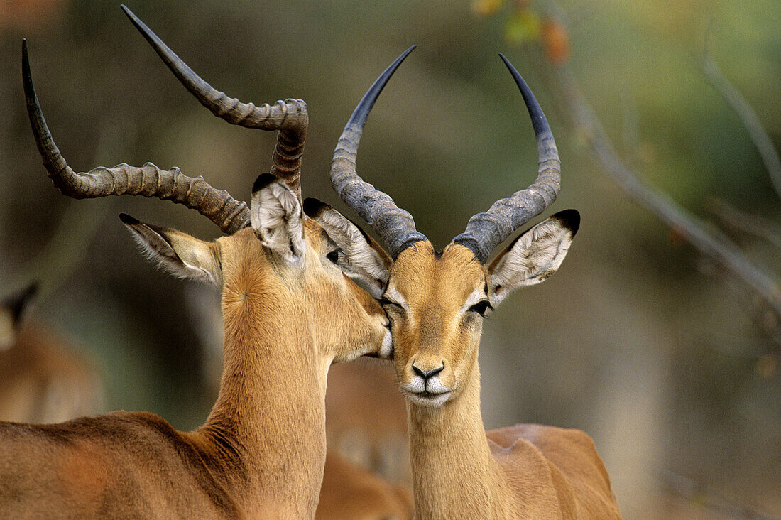 Impalas (Aepyceros melampus) Mutual grooming. Kruger National Park, South Africa