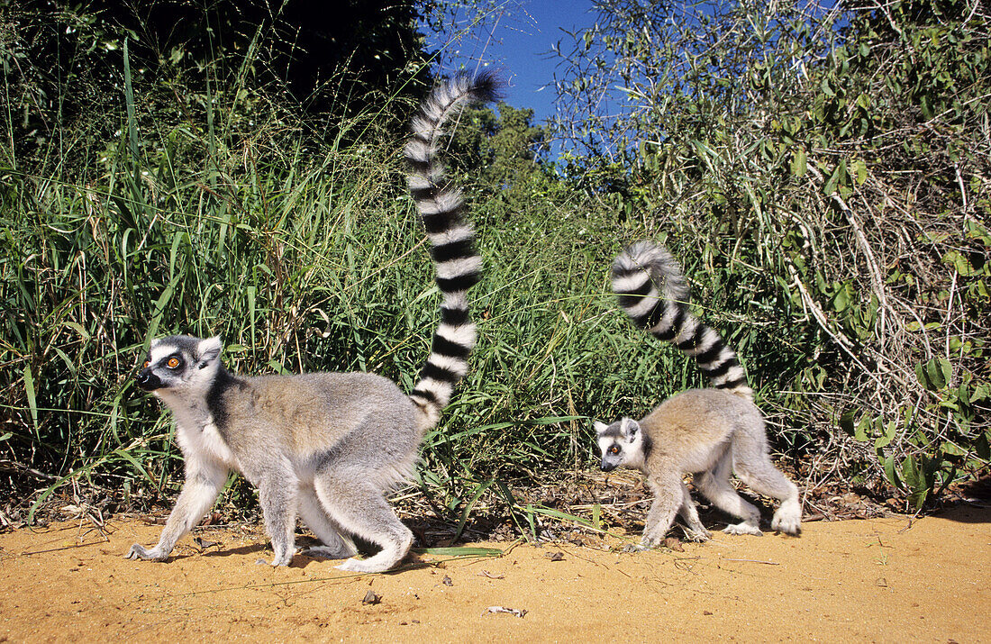 Ring-tailed Lemurs (Lemur catta). Berenty. Madagascar