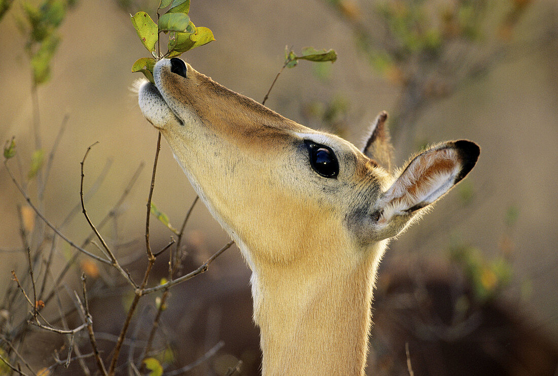 Impala (Aepyceros melampus). Kruger National Park, South Africa