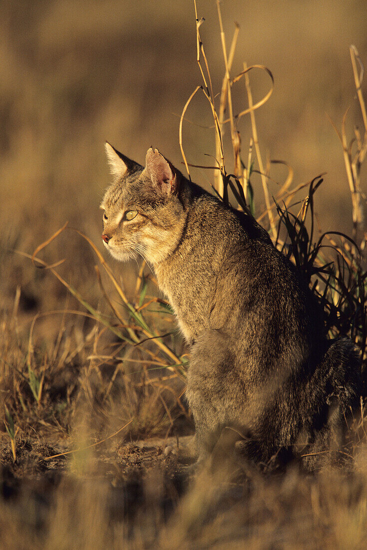 African Wildcat, Kgalagadi Transfrontier Park, Kalahari, South Africa