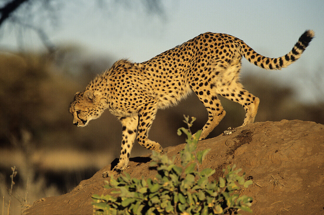 Cheetah, Acinonyx jubatus, Okonjima, Namibia