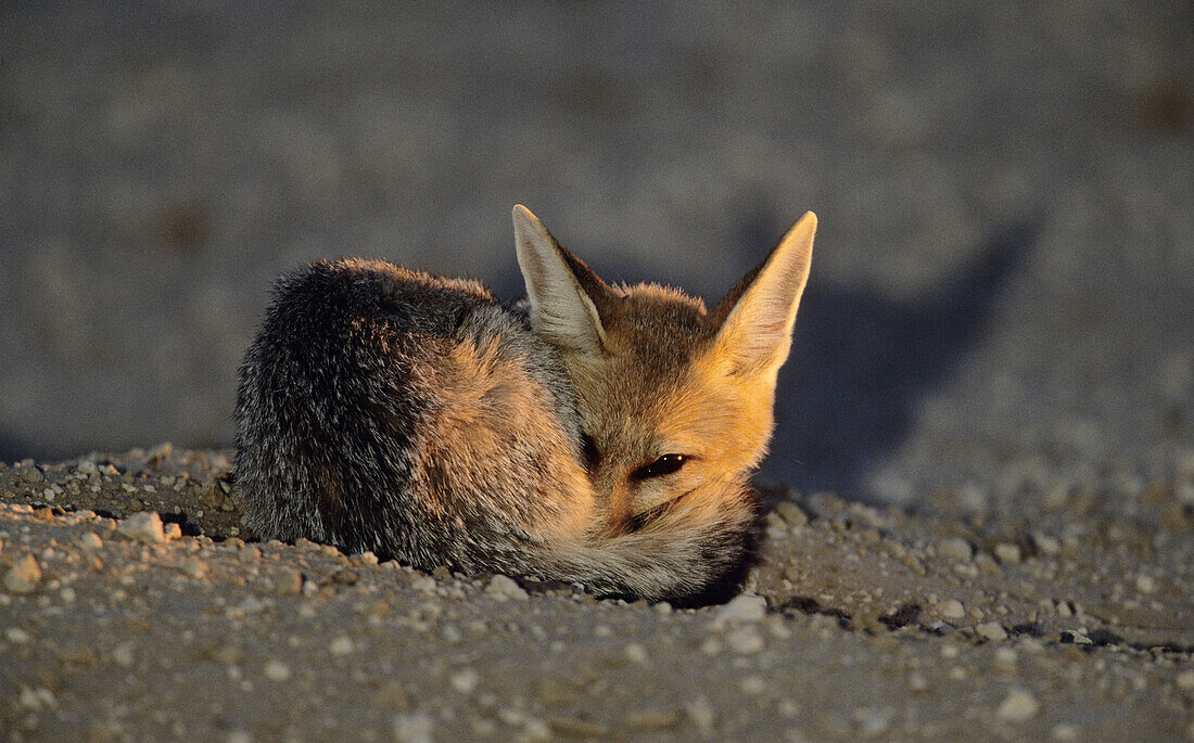 Cape Fox, Vulpes chama, Kgalagadi Transfrontier Park, Kalahari, South Africa