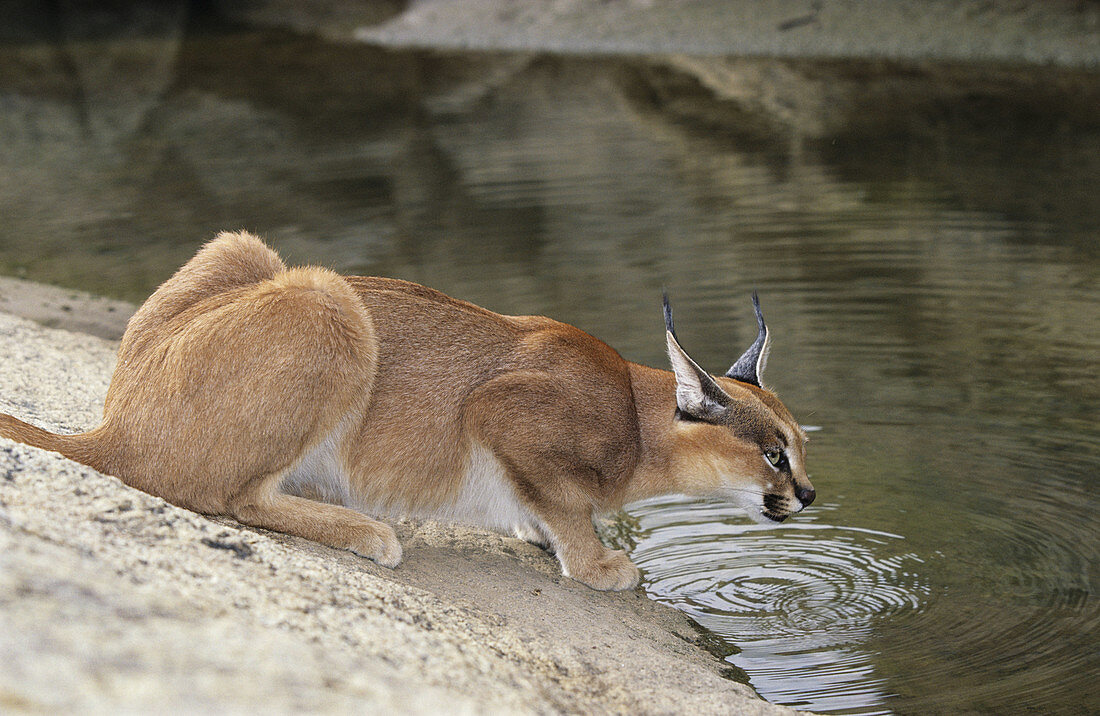 Caracal, Felis caracal, Augrabies Falls National Park, South Africa