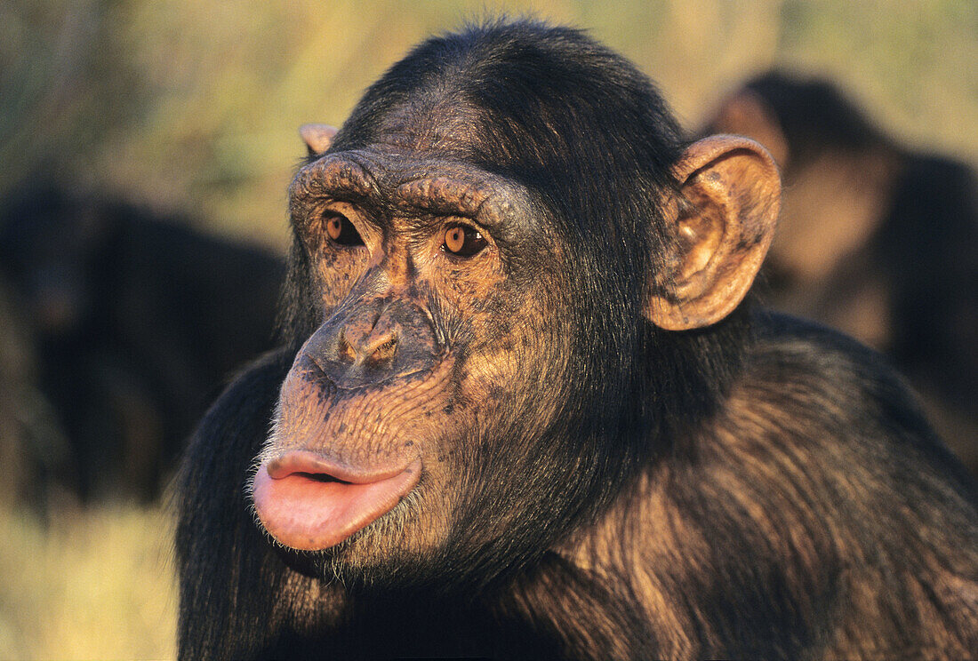 Chimpanzee, Pan troglodytes, Pant hooting, Chimfunshi, Zambia