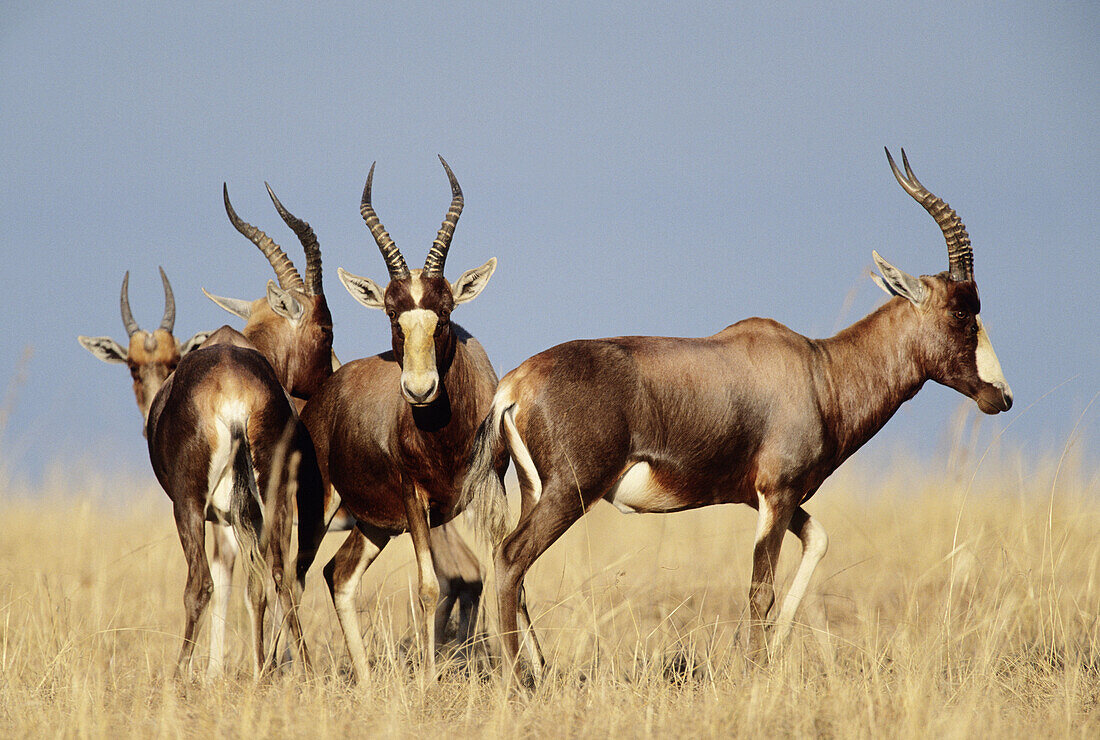 Blesbok, Damaliscus dorcus, phillipsi, Midmar Game Reserve, South Africa