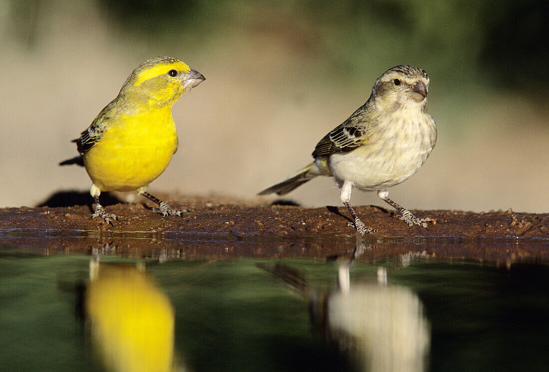 Yellow Canary, Serinus flaviventris, male and female, Kgalagadi Transfrontier Park, Kalahari, South Africa