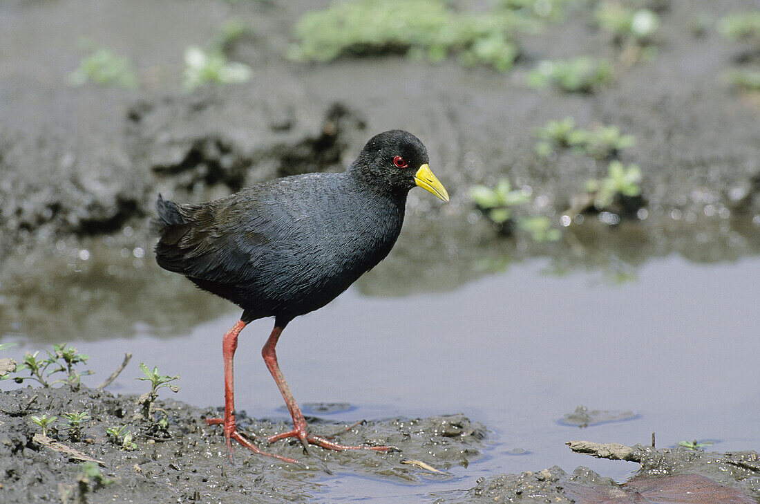 Black Crake, Porzana flavirostris, Kruger National Park, South Africa