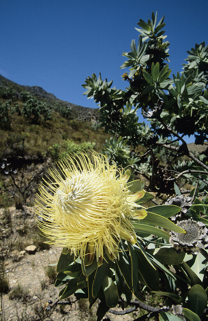 Fynbos flora, Waboom Protea, Protea nitida, Langeberg, Southern Cape, South Africa