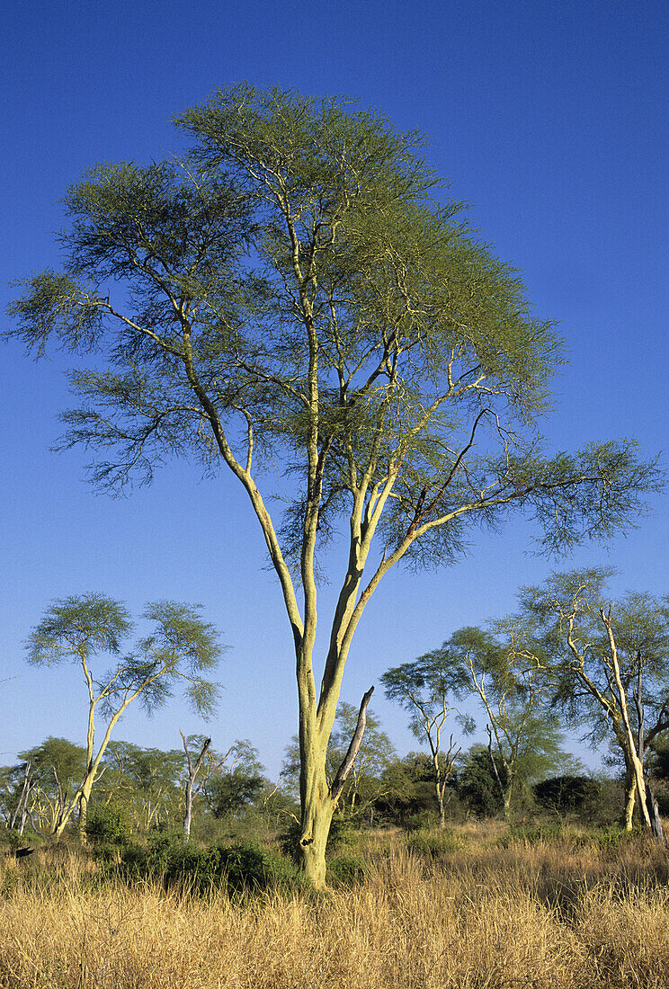 Fever Tree, Acacia xanthophloea, Punda Maria, Kruger National Park, South Africa