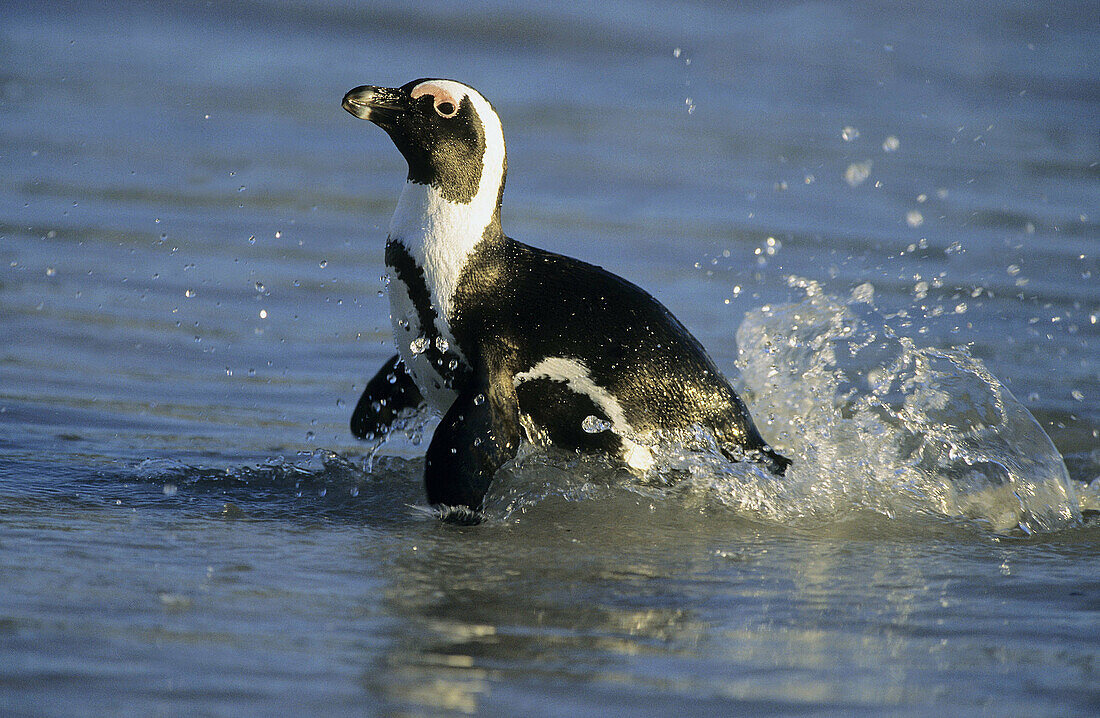 African Penguin (Jackass Penguin), Spheniscus demersus, swimming, Boulders Beach, Cape Town, South Africa