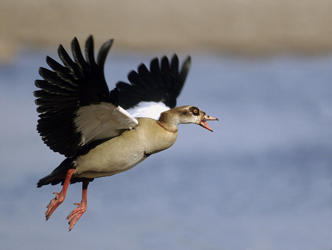 Egyptian Goose, Alopochen aegyptiacus, in flight, KwaZulu-Natal, South Africa