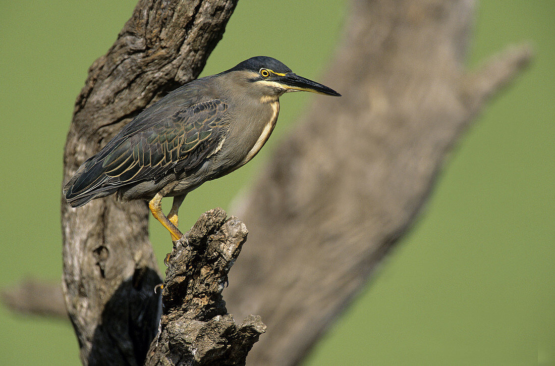 Green-backed Heron, Butorides striatus, Kruger National Park, South Africa