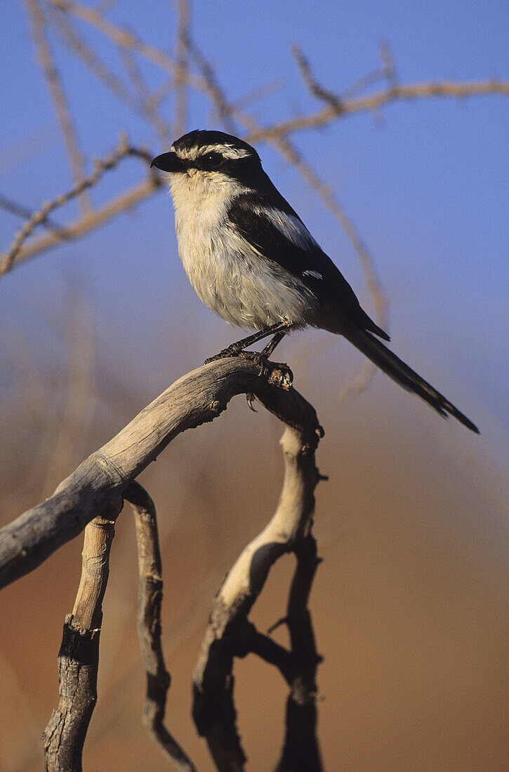 Common Fiscal (Fiscal Shrike), Lanius collaris, Kgalagadi Transfrontier Park, Kalahari, South Africa