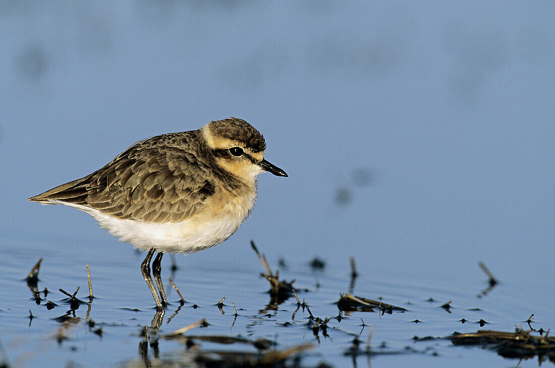 Kittlitz s Plover, Charadrius pecuarius, KwaZulu-Natal, South Africa