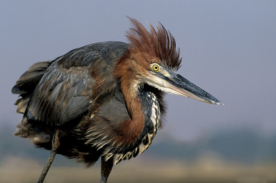 Goliath Heron, Ardea goliath, KwaZulu-Natal, South Africa