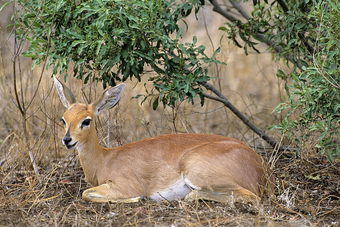 Steenbok, Raphicerus campestris, browsing, Kruger National Park, South Africa