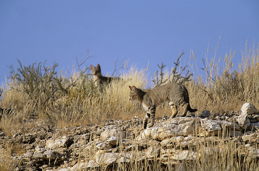 African Wildcat, Felis lybica, Kgalagadi Transfrontier Park, Kalahari, South Africa