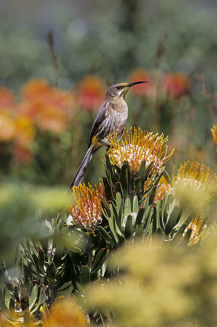 Cape Sugarbird, Promerops caffer, Feeding on pincushion protea, Helderberg Nature Reserve, Western Cape, South Africa