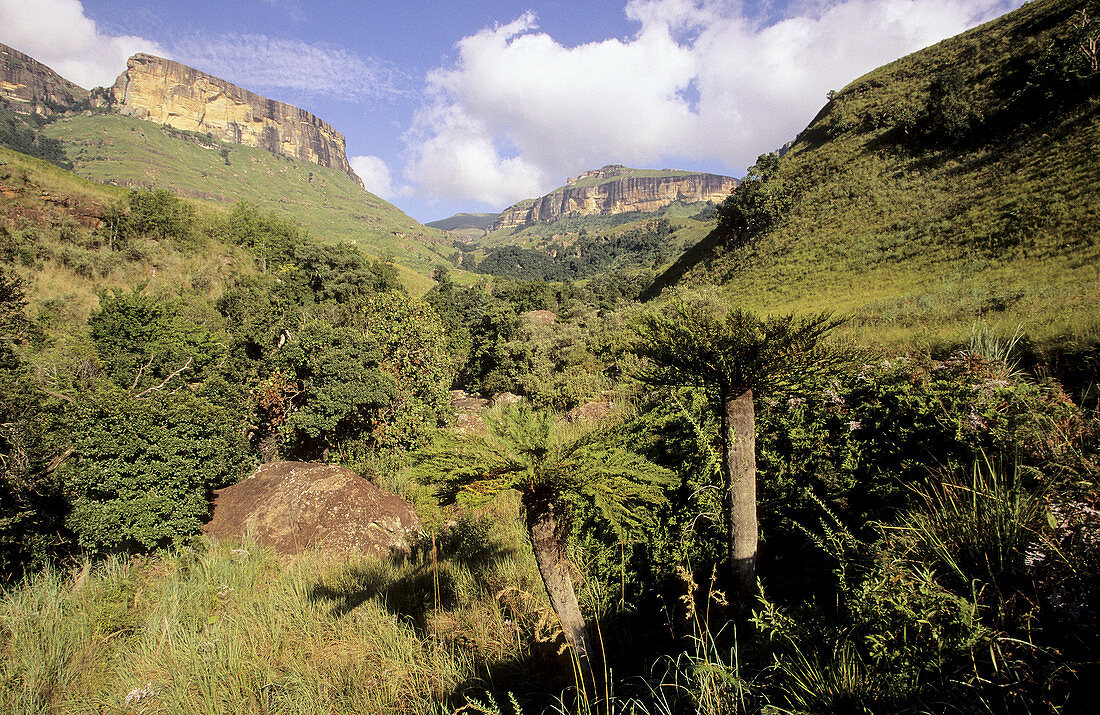 Drakensbeg scene, Royal Natal National Park, tree ferns in foreground, KwaZulu-Natal, South Africa