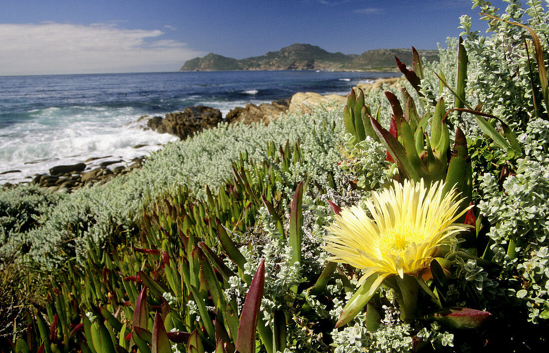 Cape Peninsula National Park, Sour fig in foreground, Cape Town, Western Cape, South Africa