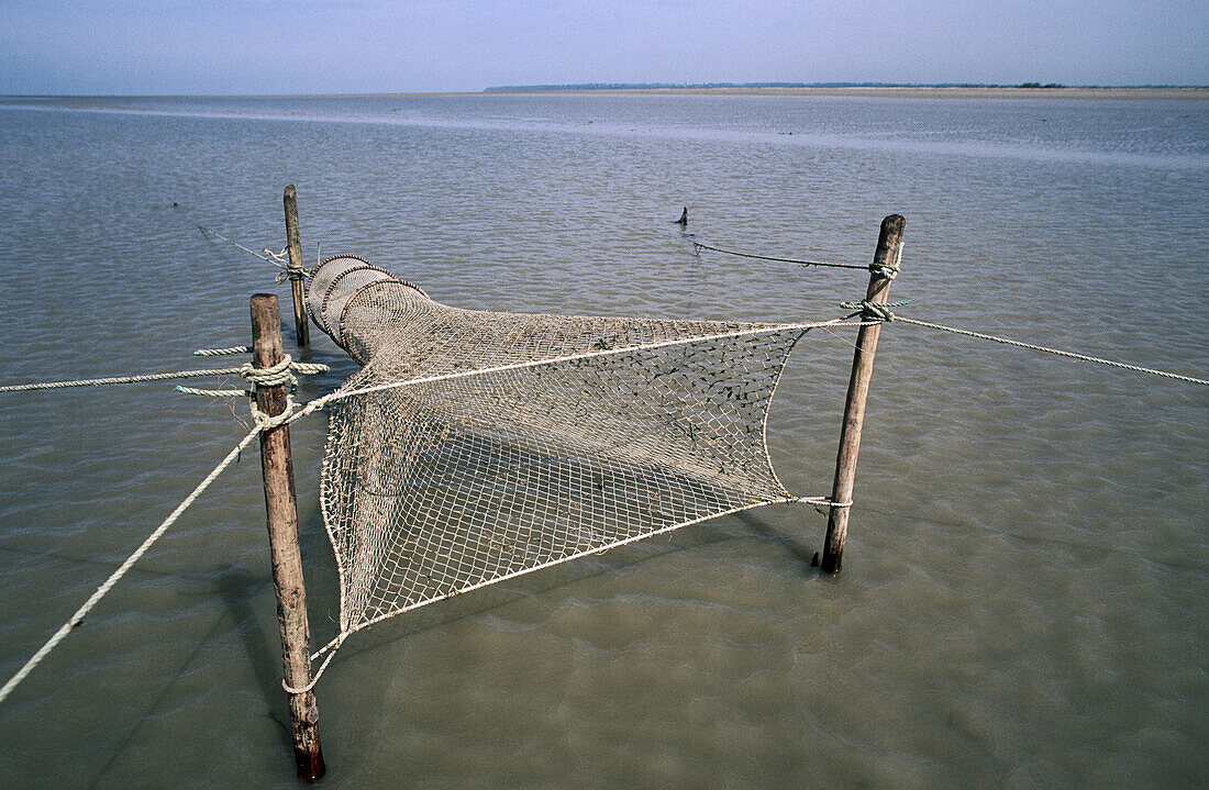 Device for fishing grey shrimps. Mont St. Michel. Normandy. France.