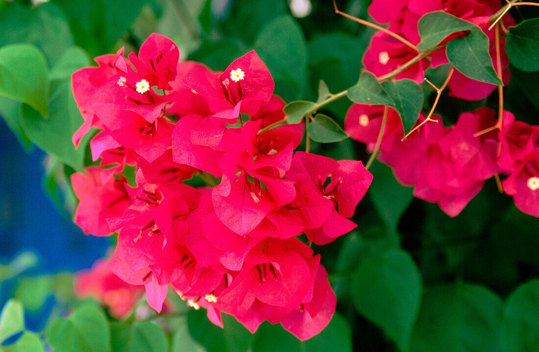 Bougainvillea. Paros. Cyclades islands. Greece