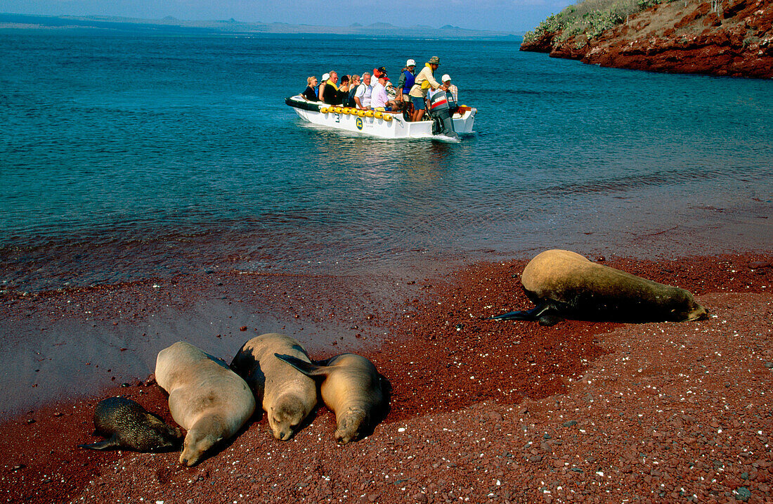 Tourist arriving to Rabida Island in Galapagos. Ecuador