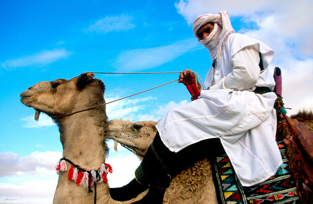 Tunisian nomad on mehari. Sahara s Festival. Douz. Tunisia