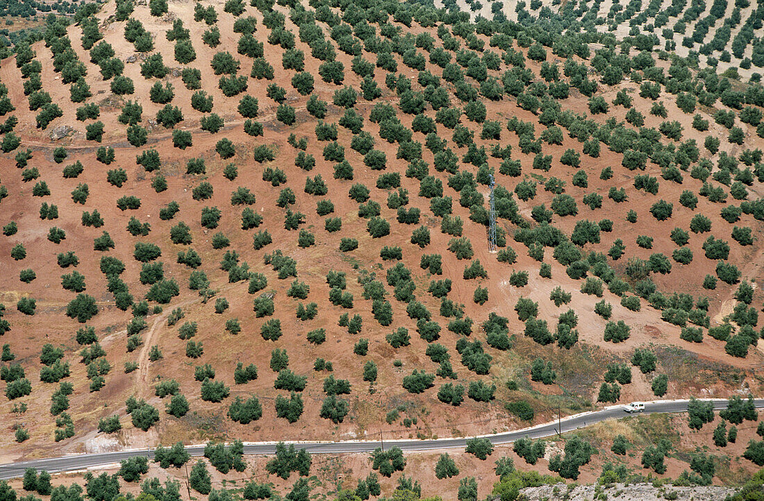 Olive trees. Sierra de Cazorla, Segura y Las Villas Natural Park. Jaén province. Spain