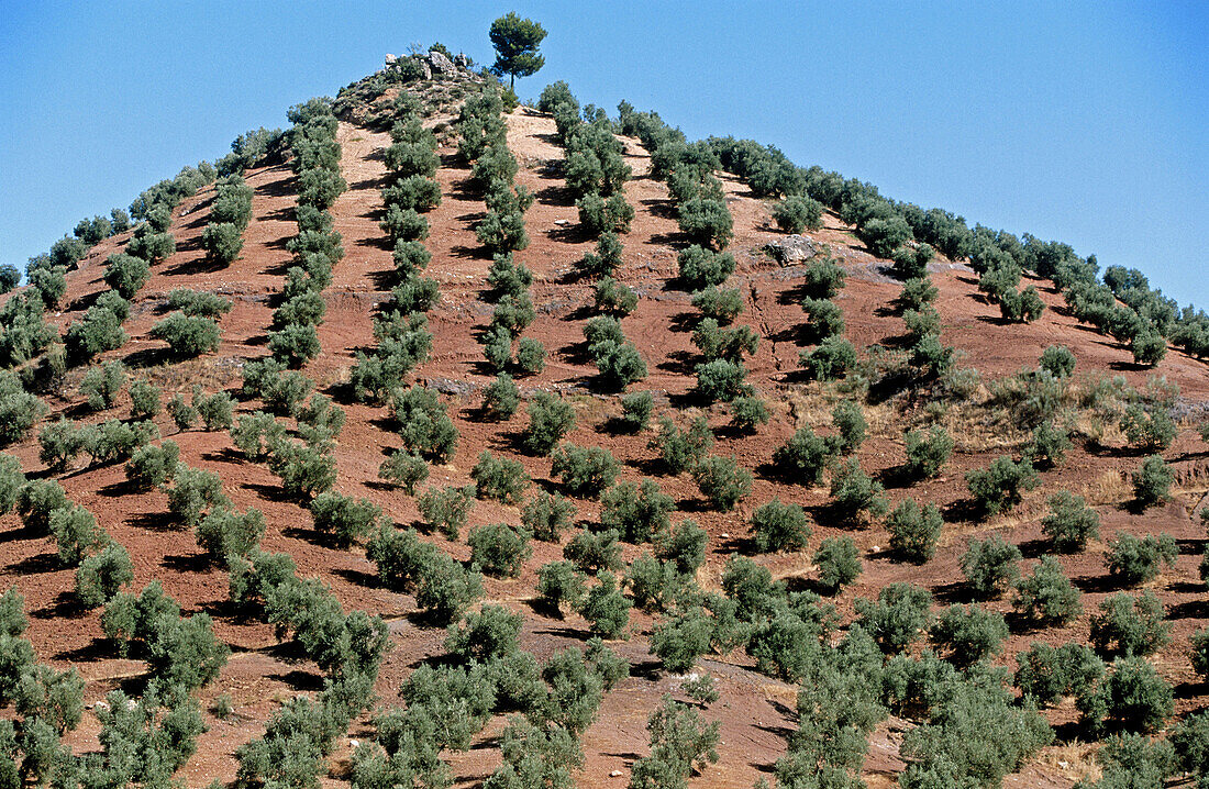 Olive trees. Sierra de Cazorla, Segura y Las Villas Natural Park. Jaén province. Spain