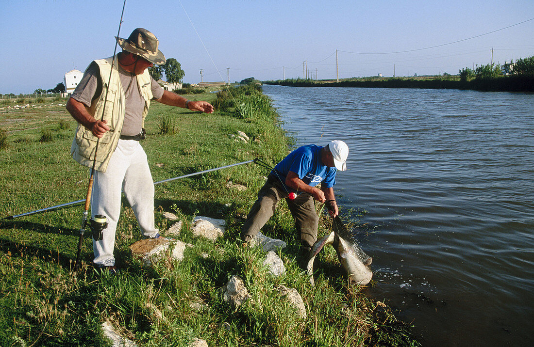 Fishing. Delta del Ebro Natural Park. Tarragona. Spain.