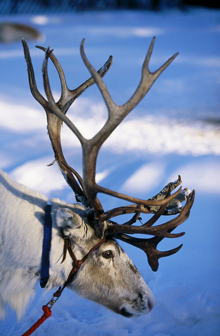 Reindeer at Luosto. Finland.