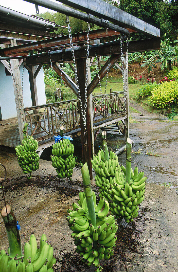 Banana Museum. Sainte Marie. Martinique. French Antilles.
