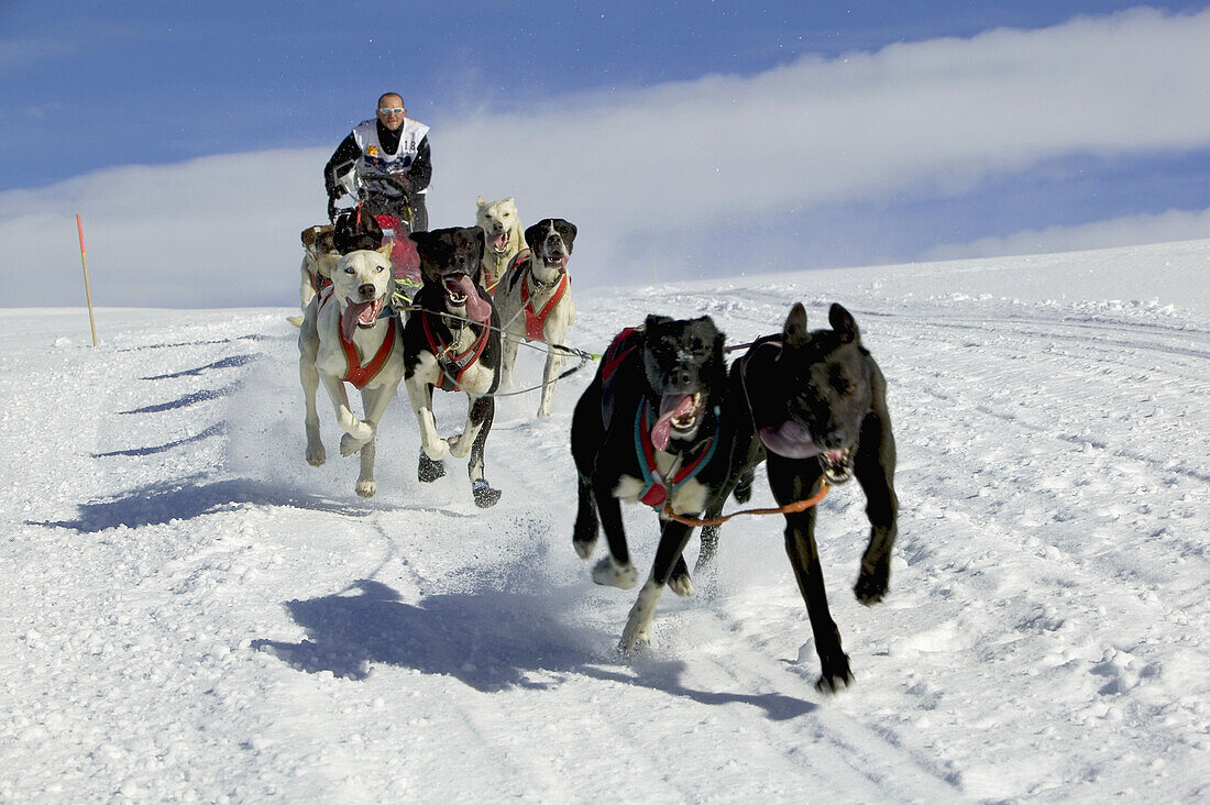 Pirena. Sled dog race in the Pyrenees going through Spain, Andorra and France