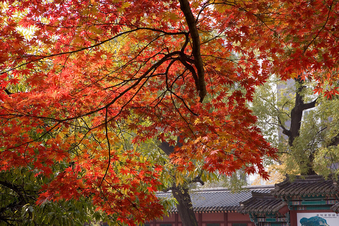 Gardens of Chongmyo royal shrine, Seoul. South Korea