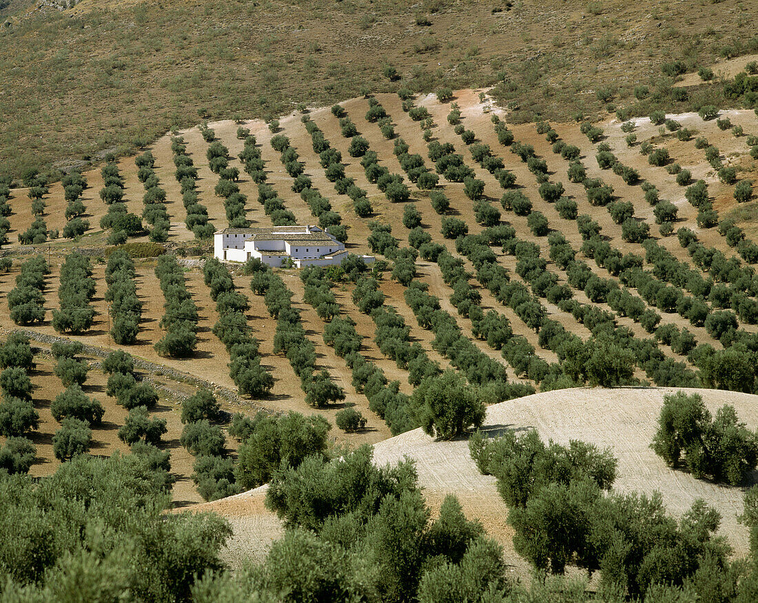 Olive trees. Jaen province. Spain
