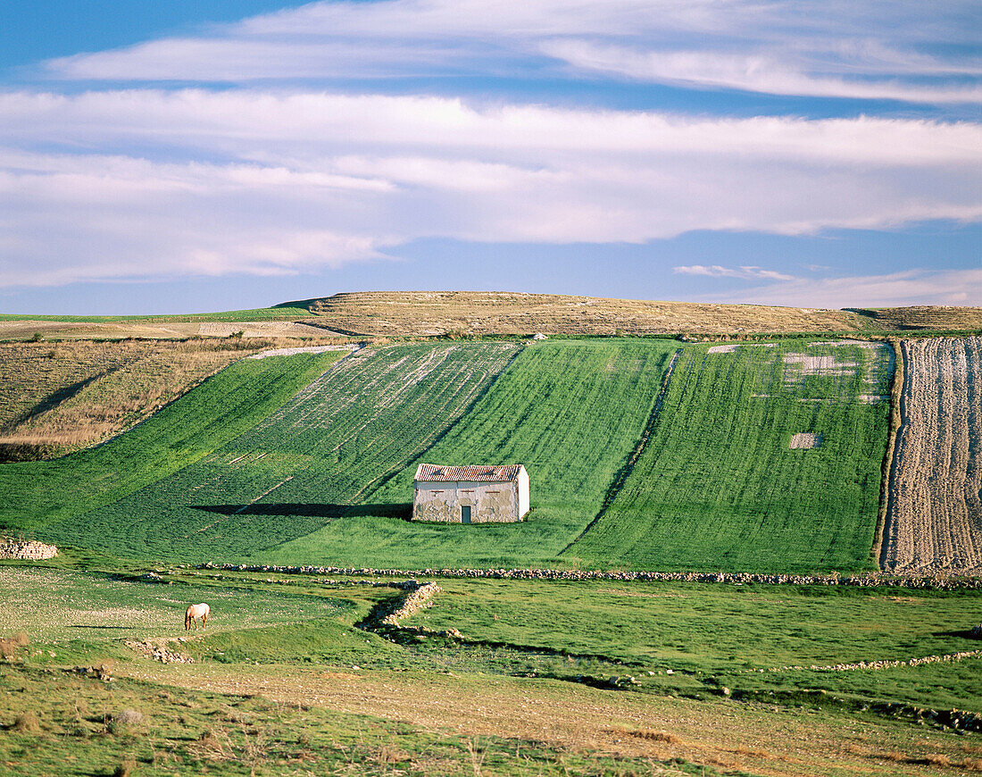 Farmlands. Palencia province. Spain