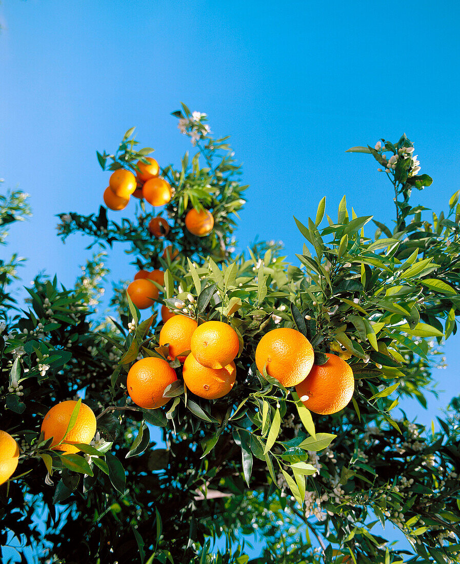 Oranges, Valencia province, Spain
