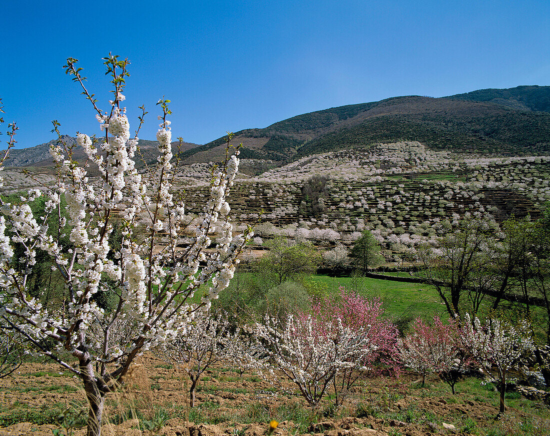 Cherry trees in blossom. Valle del Jerte. Cáceres. Spain.