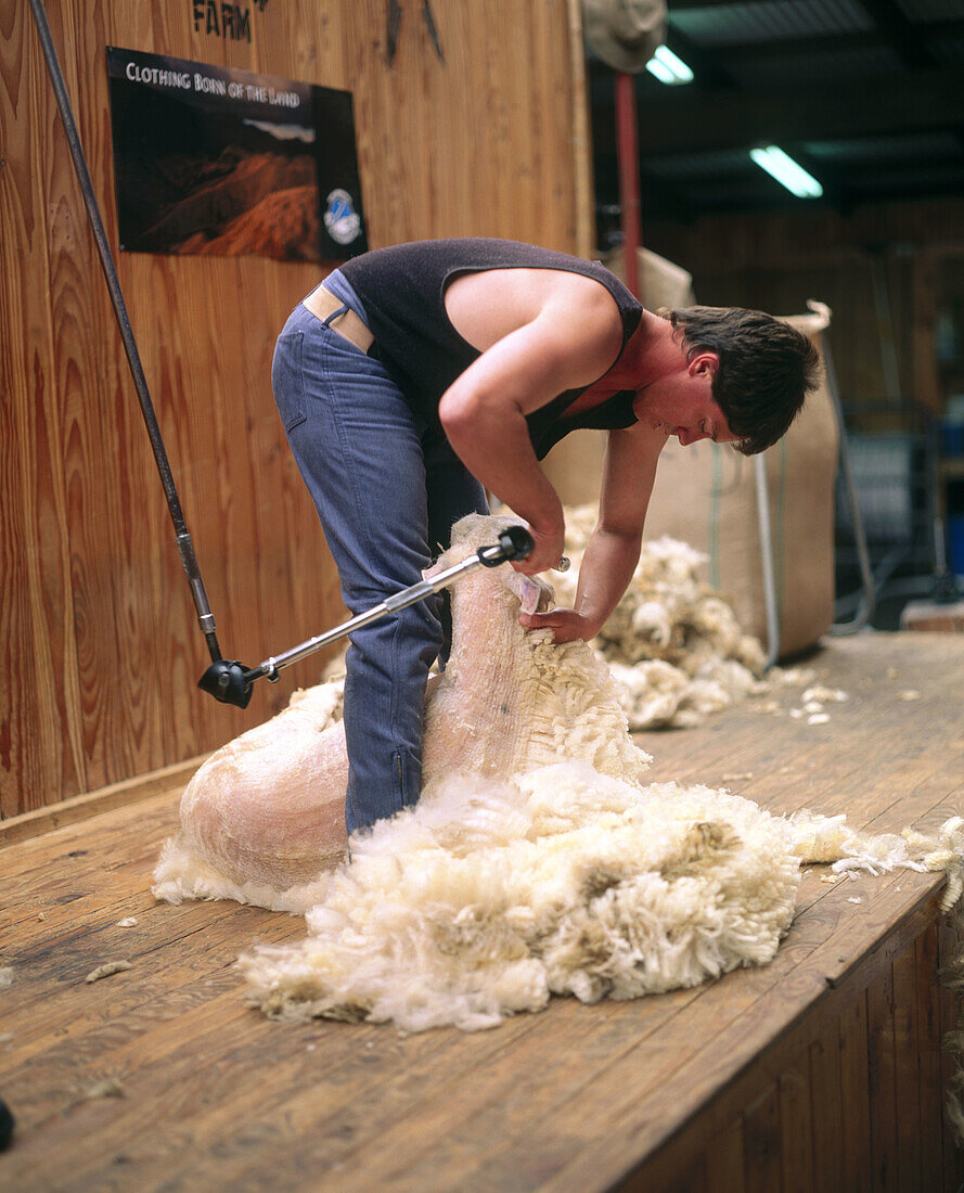 Shearing at sheep show. Rotorua, North Island, New Zealand