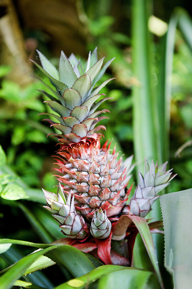 Spices garden. Red pine apple. Sri Lanka. April 2007.