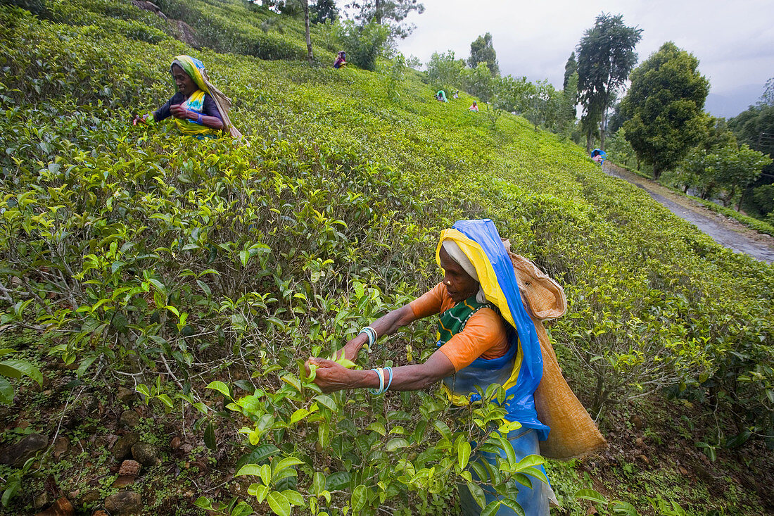 Near Nuwara Eliya City. Picking tea leaves. Sri Lanka. April 2007.