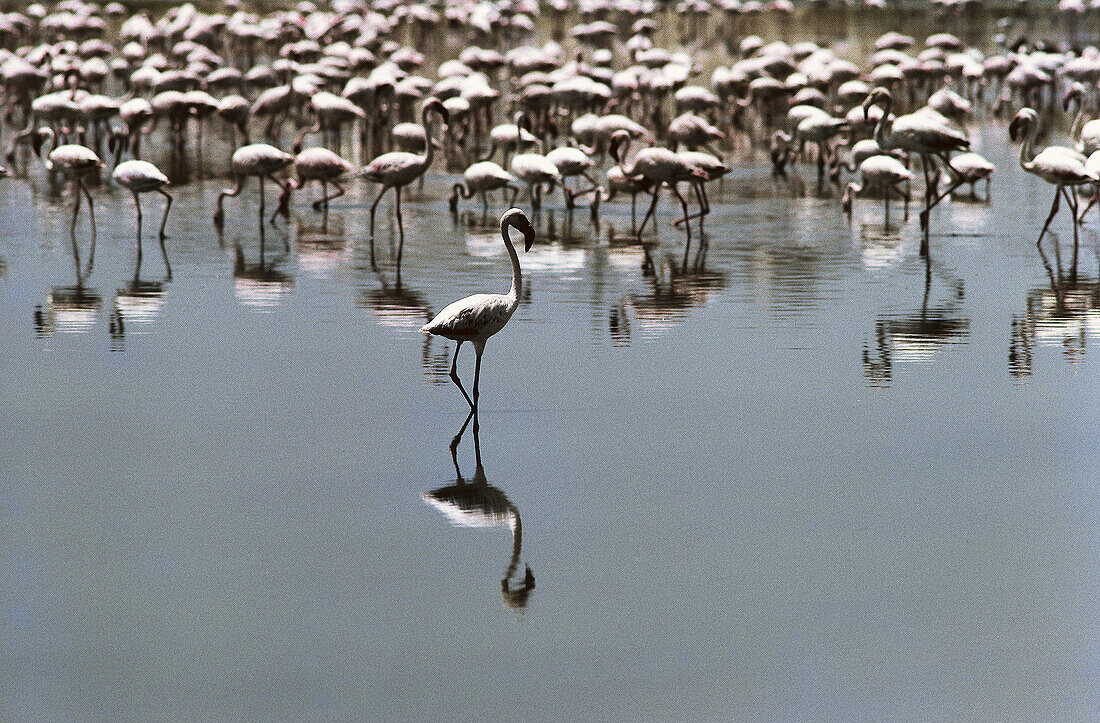 Flock of around 2,000 or more flamingos at Porbandar: they live on algae which grow in effluents from the soda ash factory. They visit many coastal towns of Saurashtra (Gujarat, India) during winter and young ones remain even in summer