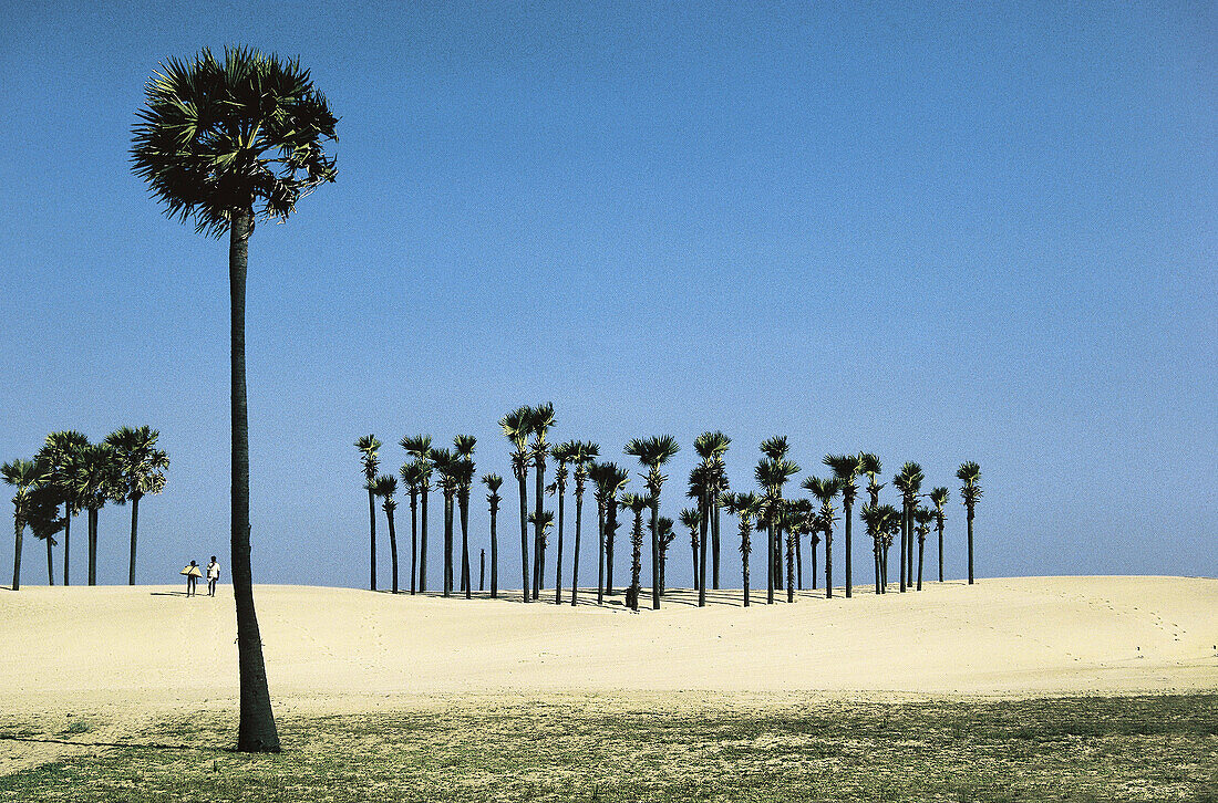 Coastal Andhra Pradesh has the most beautiful palm groves in the entire country. This one close to the scenic road from Vishakhapatnam to Bimlipatnam has grown naturally, like the others, throughout the state.