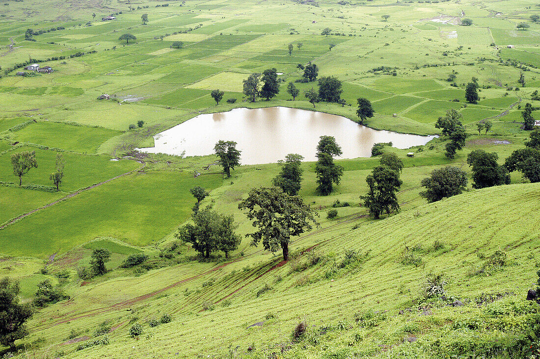 Greenery at Trimbakeshwar, near Nasik. Maharashtra. India