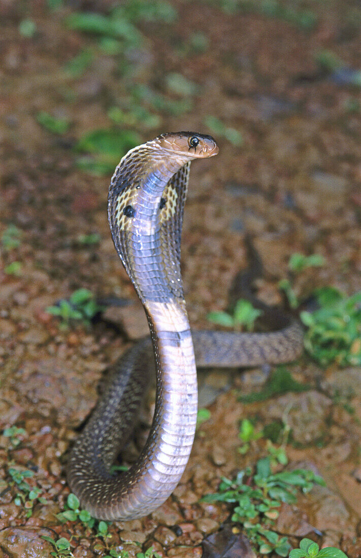 Indian spectacled cobra (Naja naja)